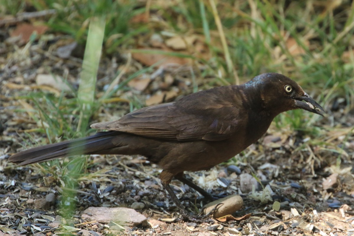 Common Grackle - ML581681961