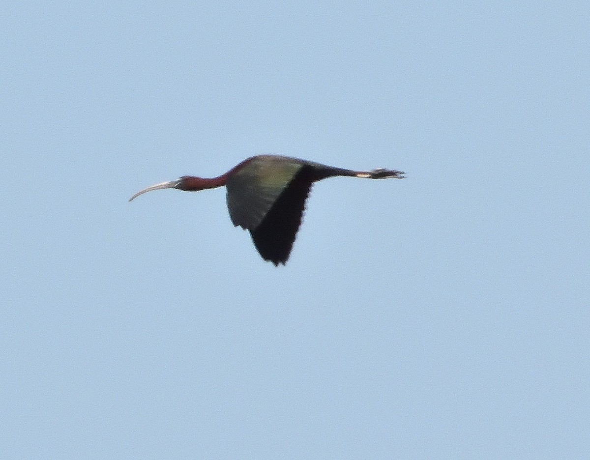 ibis hnědý - ML581683111