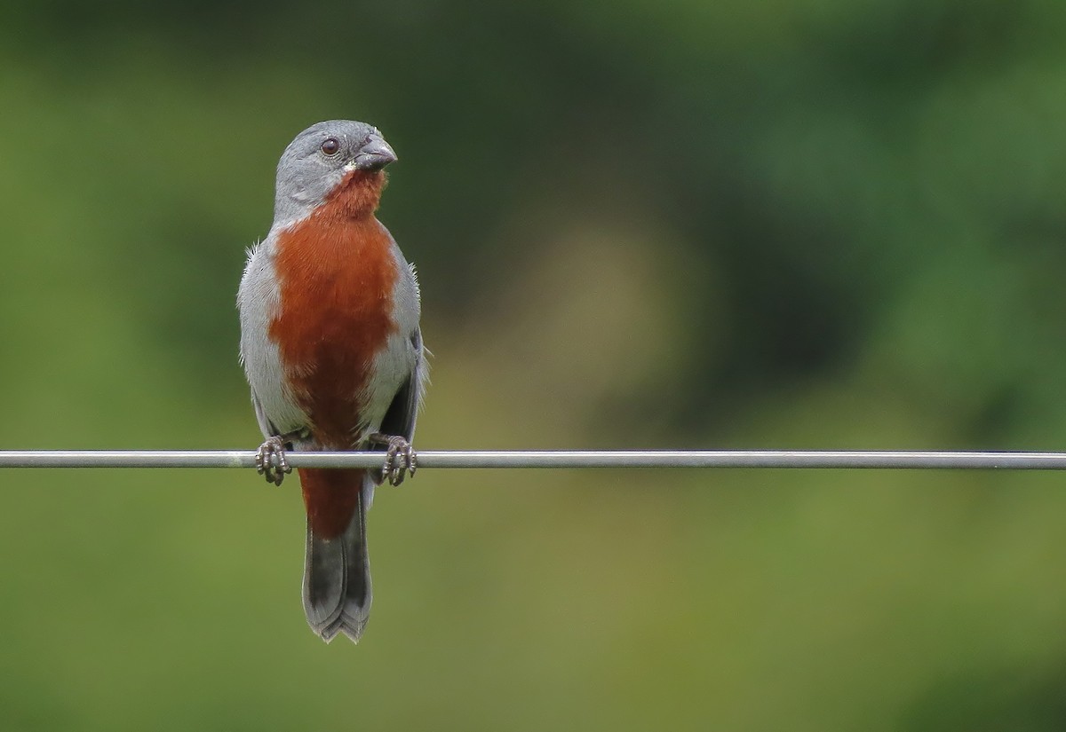 Chestnut-bellied Seedeater - ML58168321