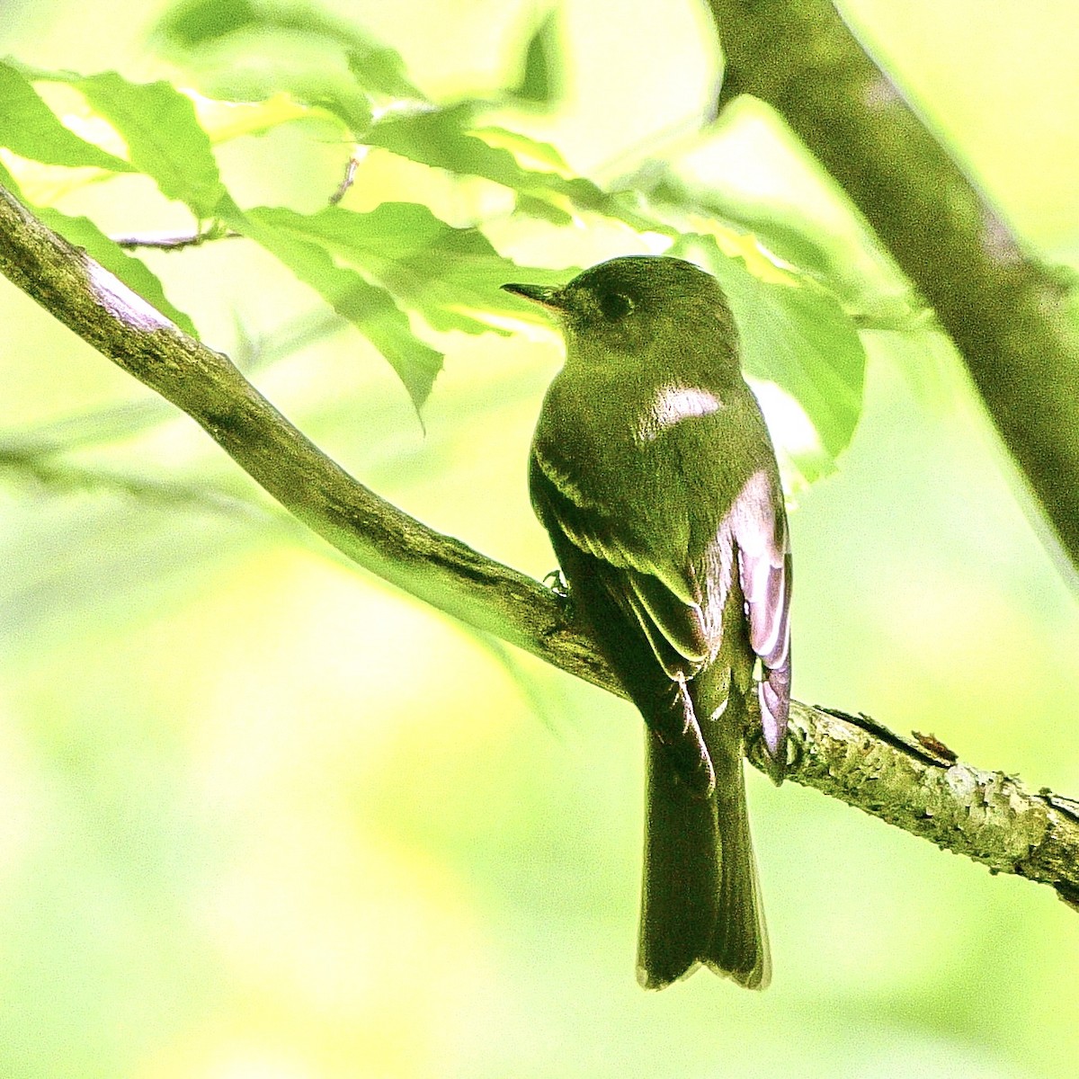 Eastern Wood-Pewee - ML581684281