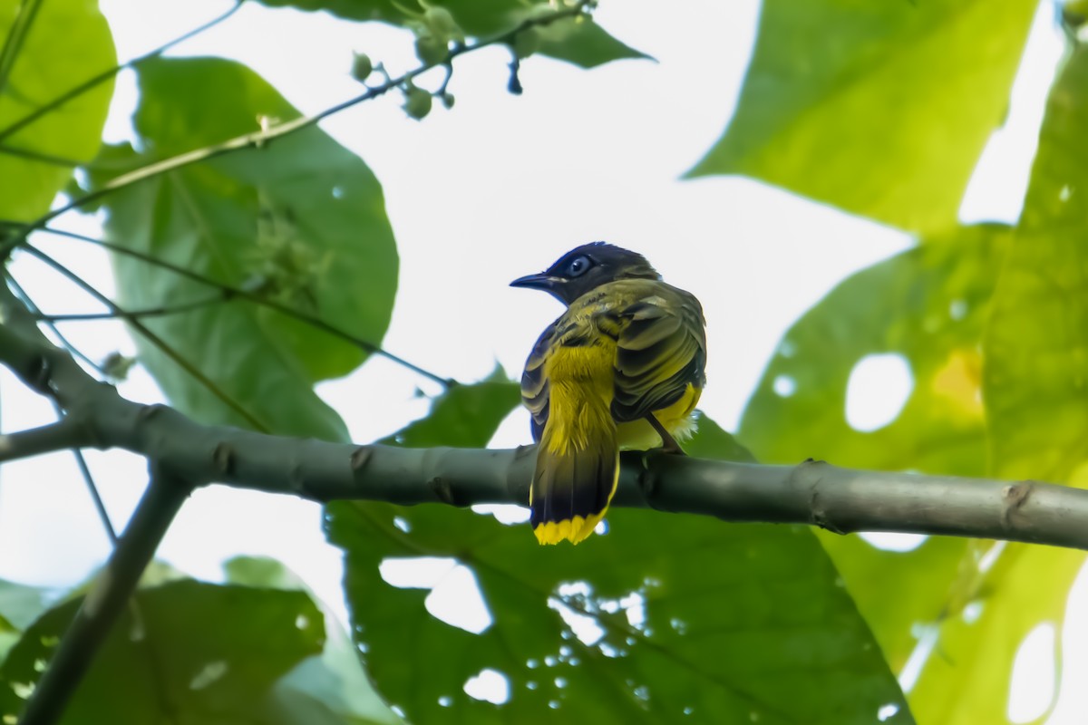 Bulbul cap-nègre - ML581685131