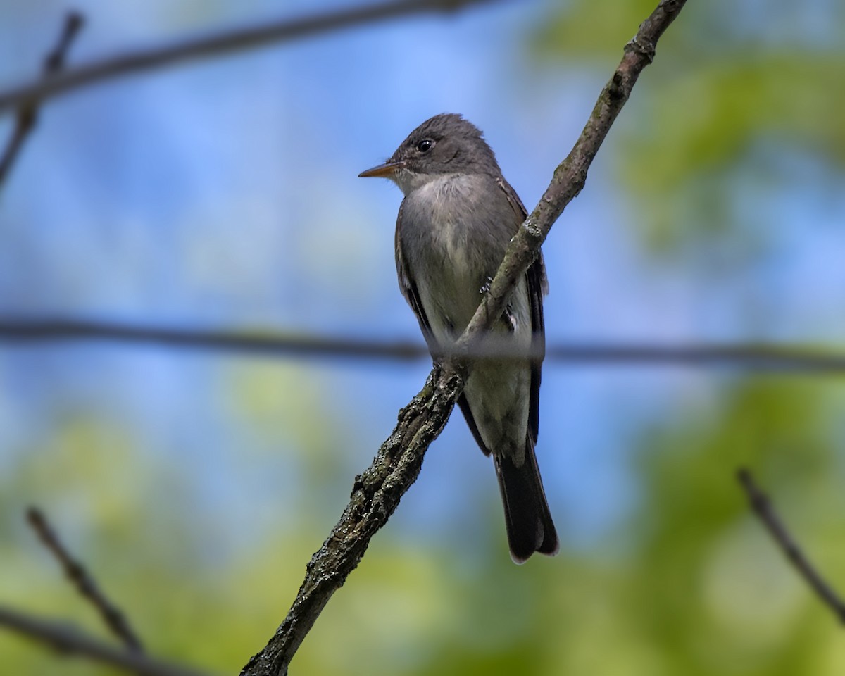 Eastern Wood-Pewee - ML58168531