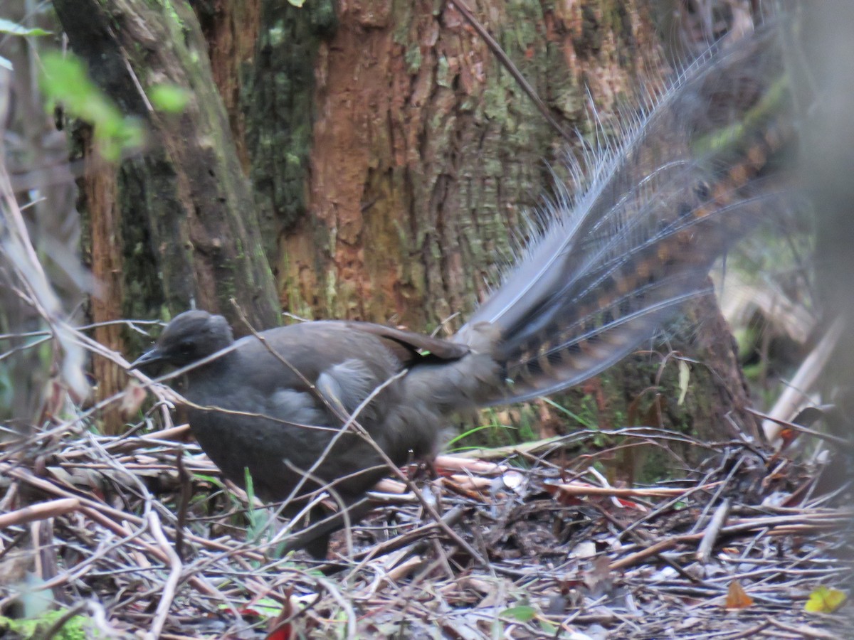 Superb Lyrebird - ML581687991