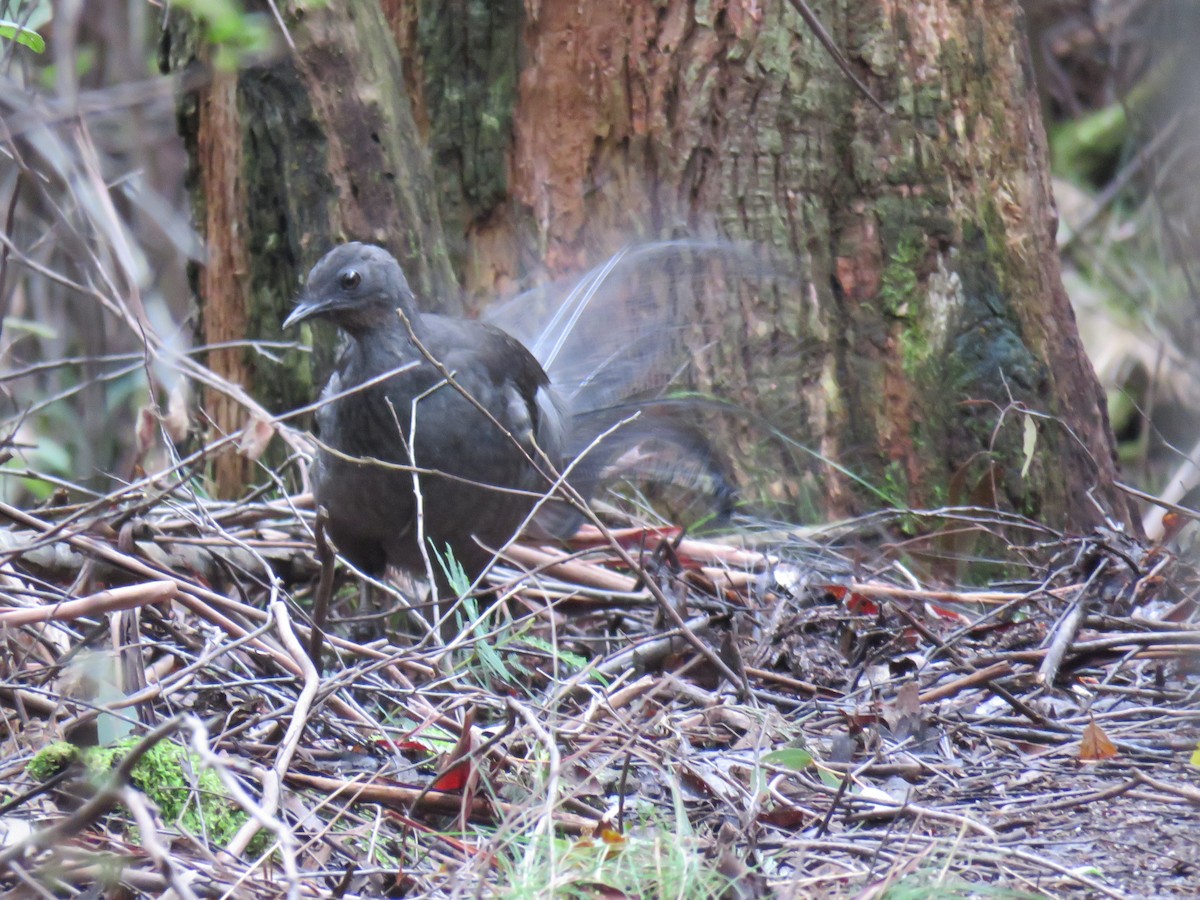 Superb Lyrebird - ML581688191