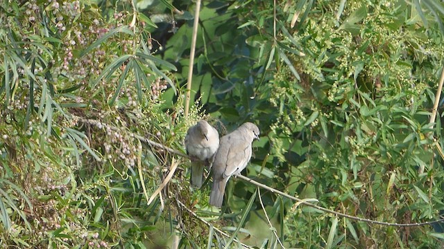 Picui Ground Dove - ML581688481