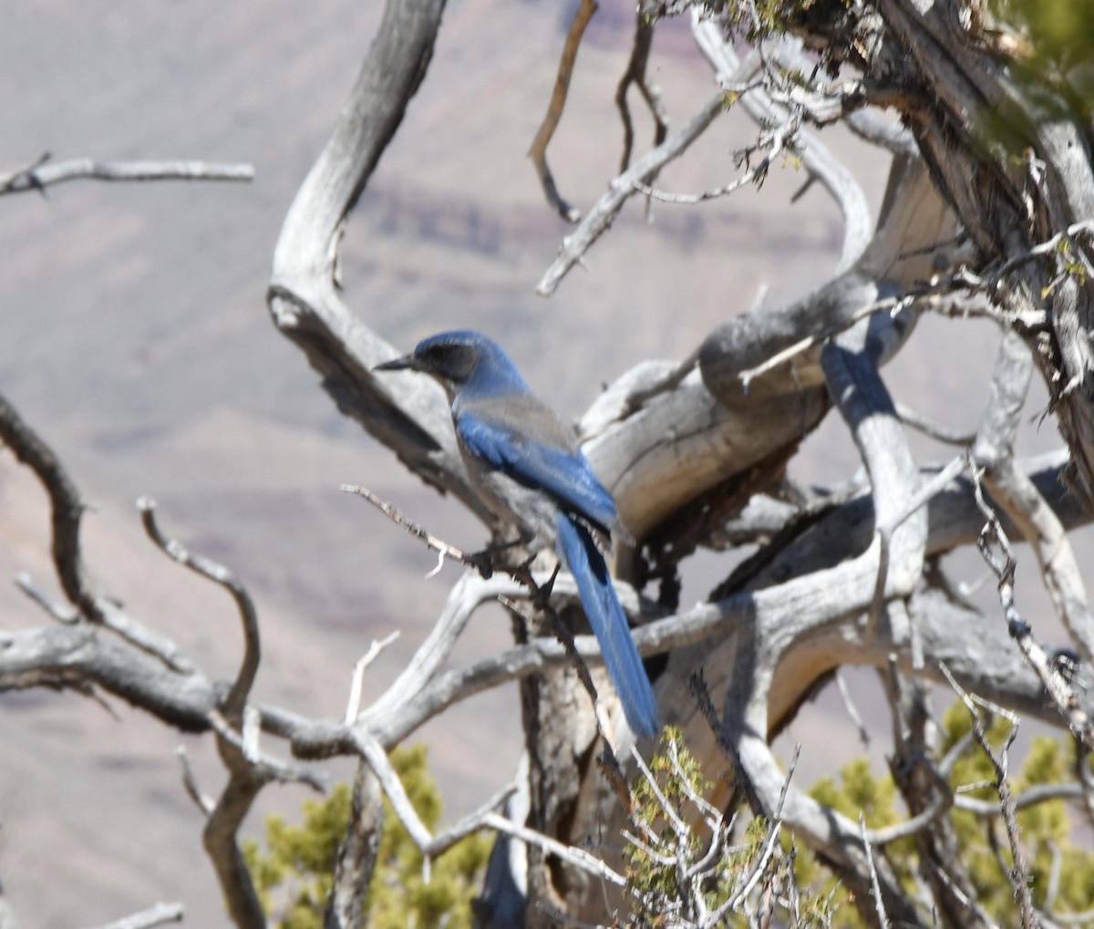 Woodhouse's Scrub-Jay - ML581688651