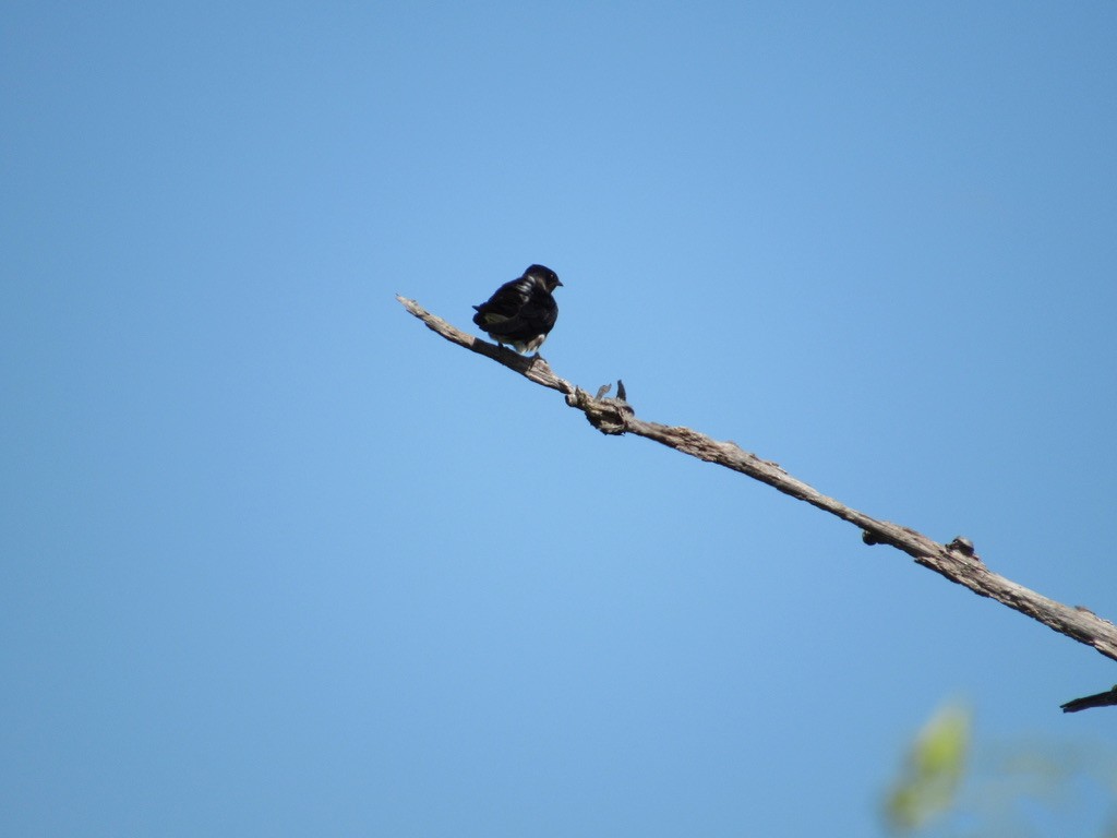 Purple Martin - Mickey Ryan