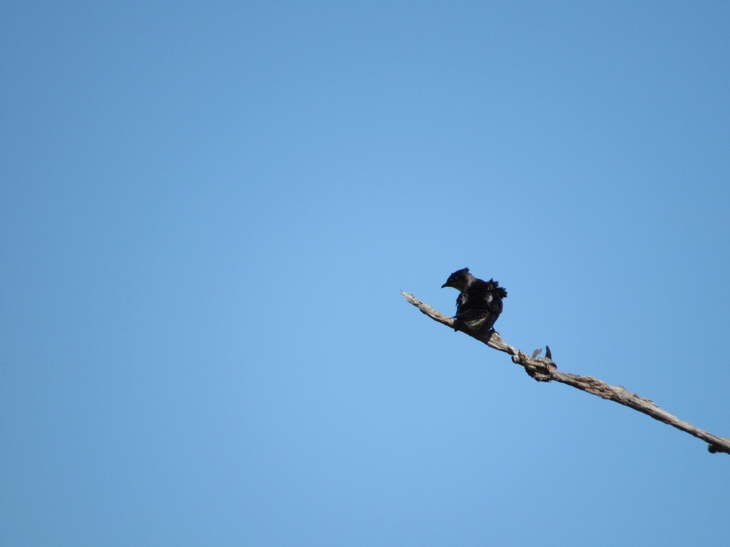 Purple Martin - Mickey Ryan