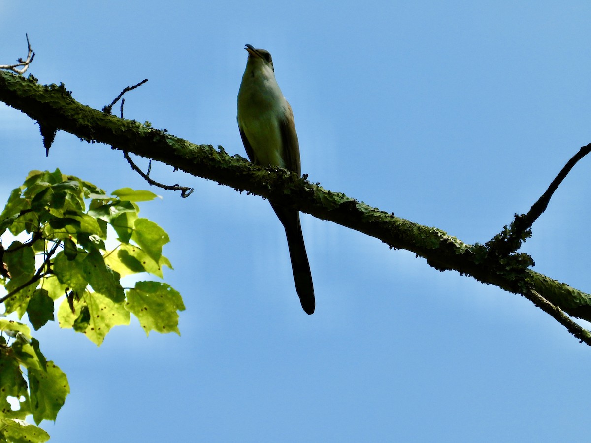 Yellow-billed Cuckoo - ML581691661