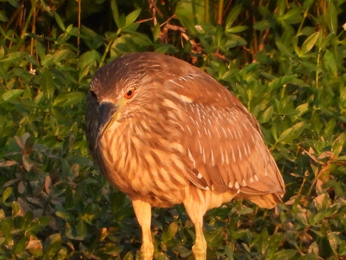 Black-crowned Night Heron - ML581692041