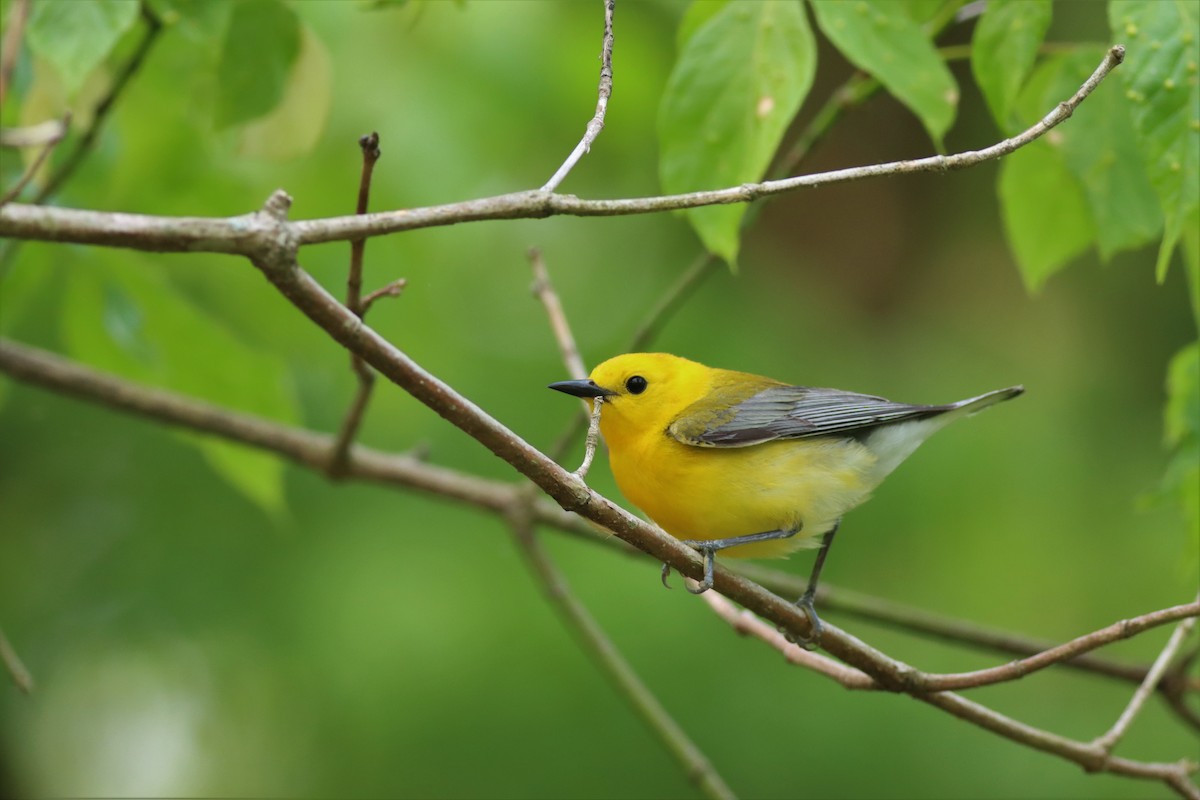Prothonotary Warbler - ML581692251