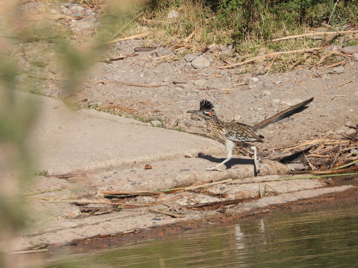 Greater Roadrunner - Norman Pillsbury