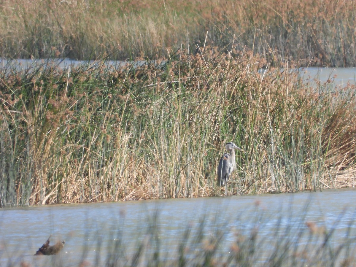 Garza Azulada - ML581693021