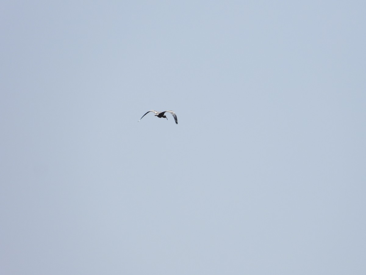 White-faced Ibis - Norman Pillsbury