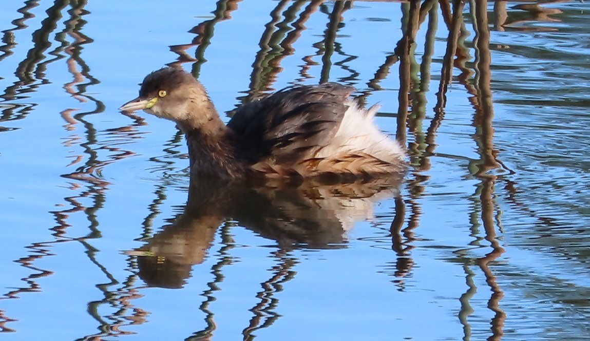 Australasian Grebe - ML581693221