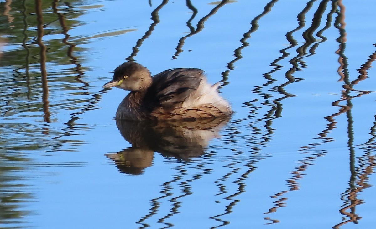 Australasian Grebe - ML581693231