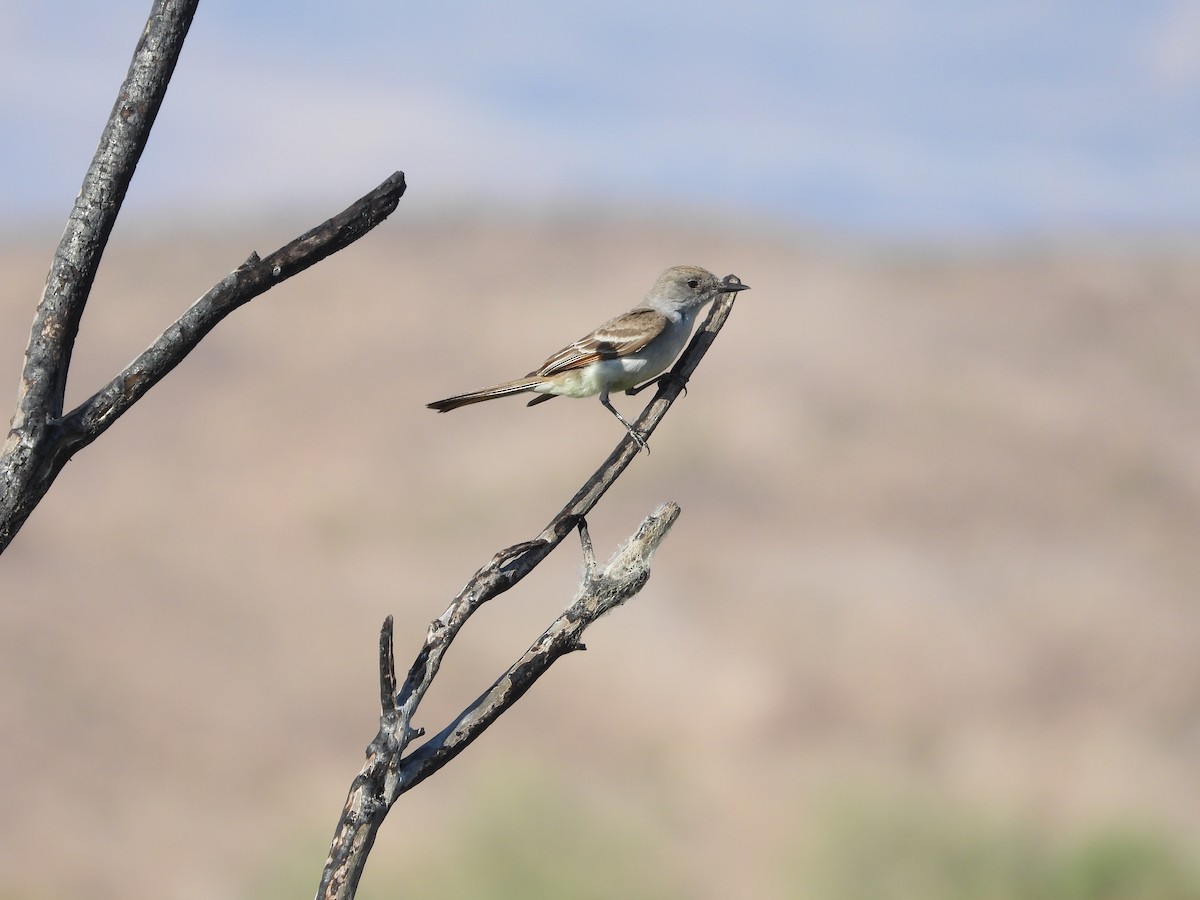 Ash-throated Flycatcher - Norman Pillsbury