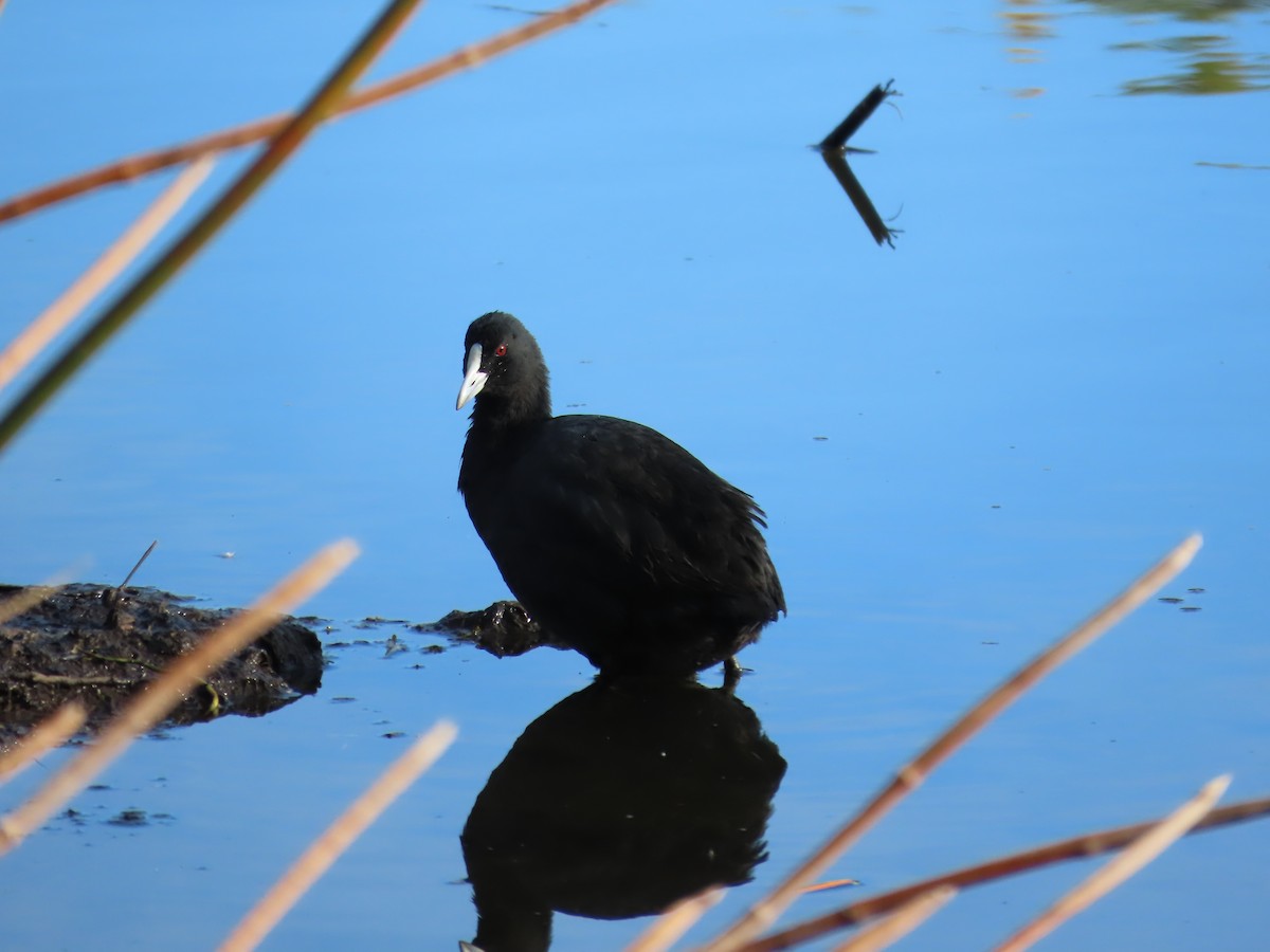 Eurasian Coot - ML581693261