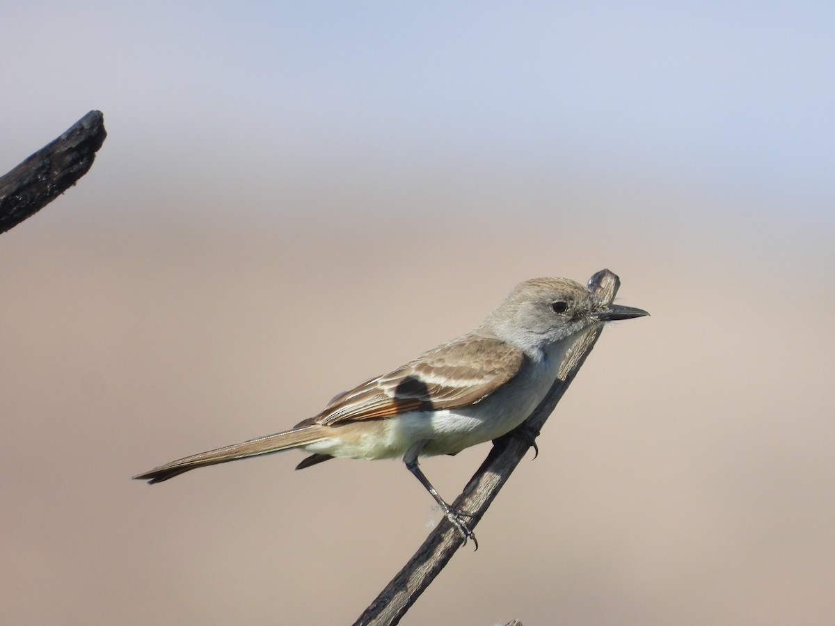 Ash-throated Flycatcher - Norman Pillsbury