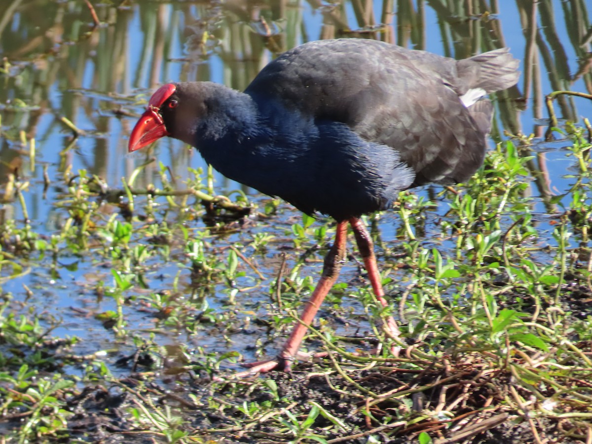 Australasian Swamphen - ML581693331