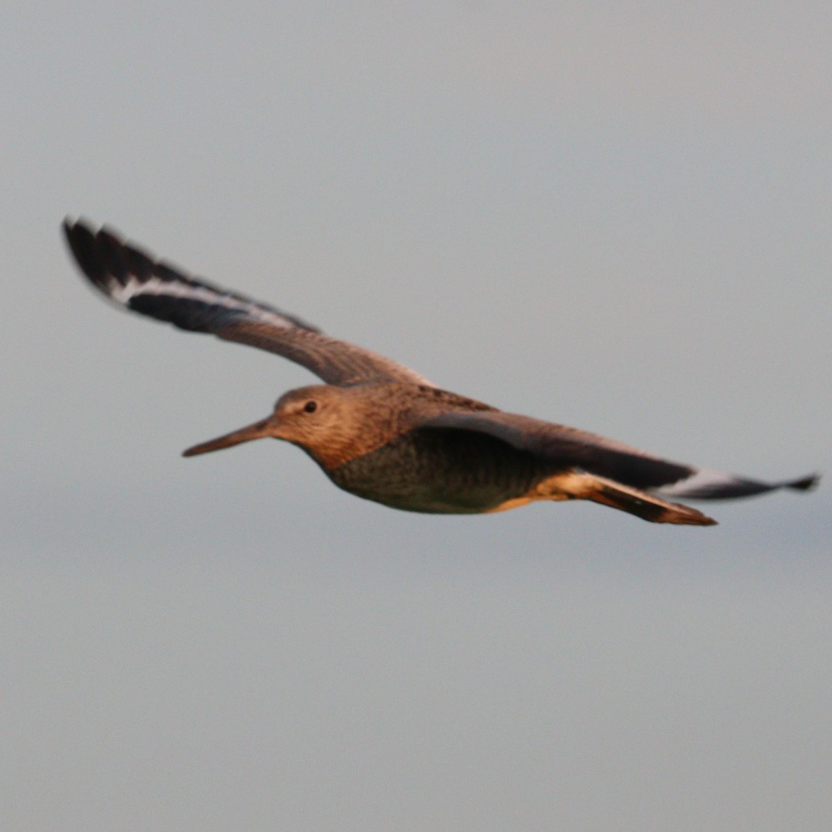 Willet - ML581693681