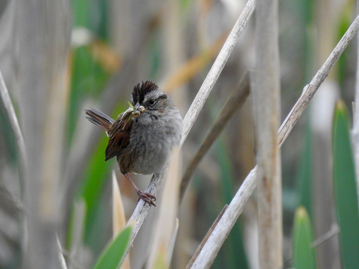 Swamp Sparrow - ML581694381
