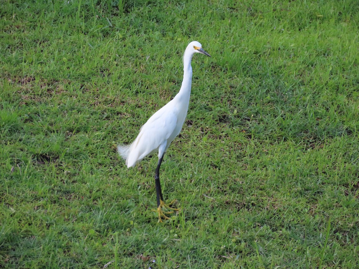 Snowy Egret - ML581694451