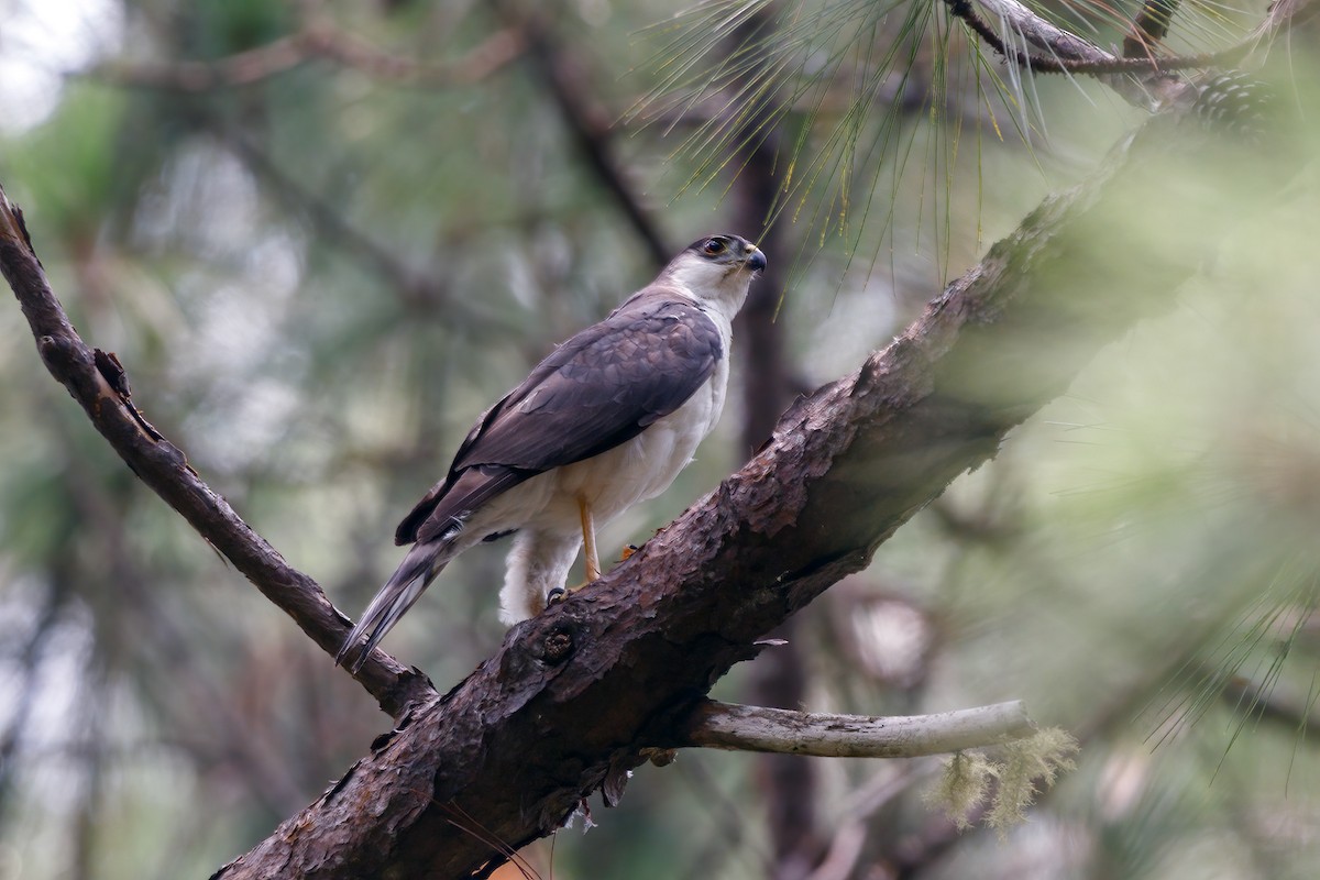 Sharp-shinned Hawk - Sergio Romero