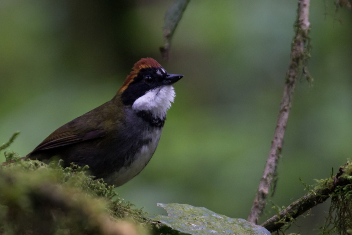 Chestnut-capped Brushfinch - ML581694731