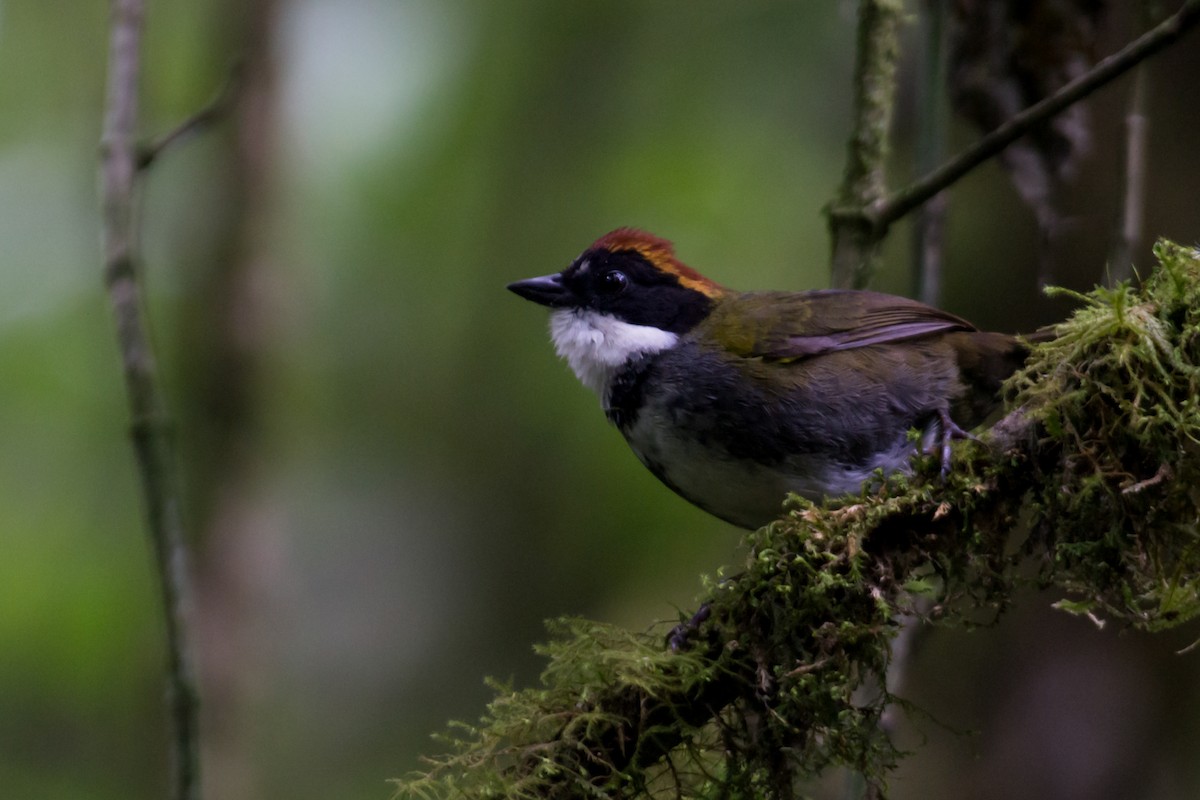 Chestnut-capped Brushfinch - ML581694741