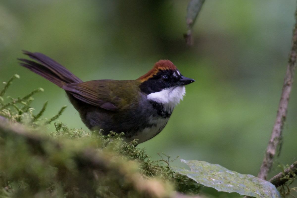 Chestnut-capped Brushfinch - ML581694771