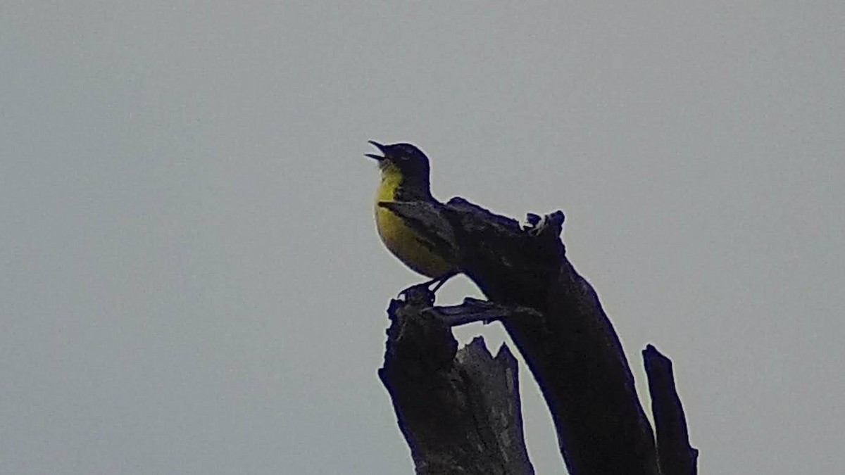 Kirtland's Warbler - ML581695711