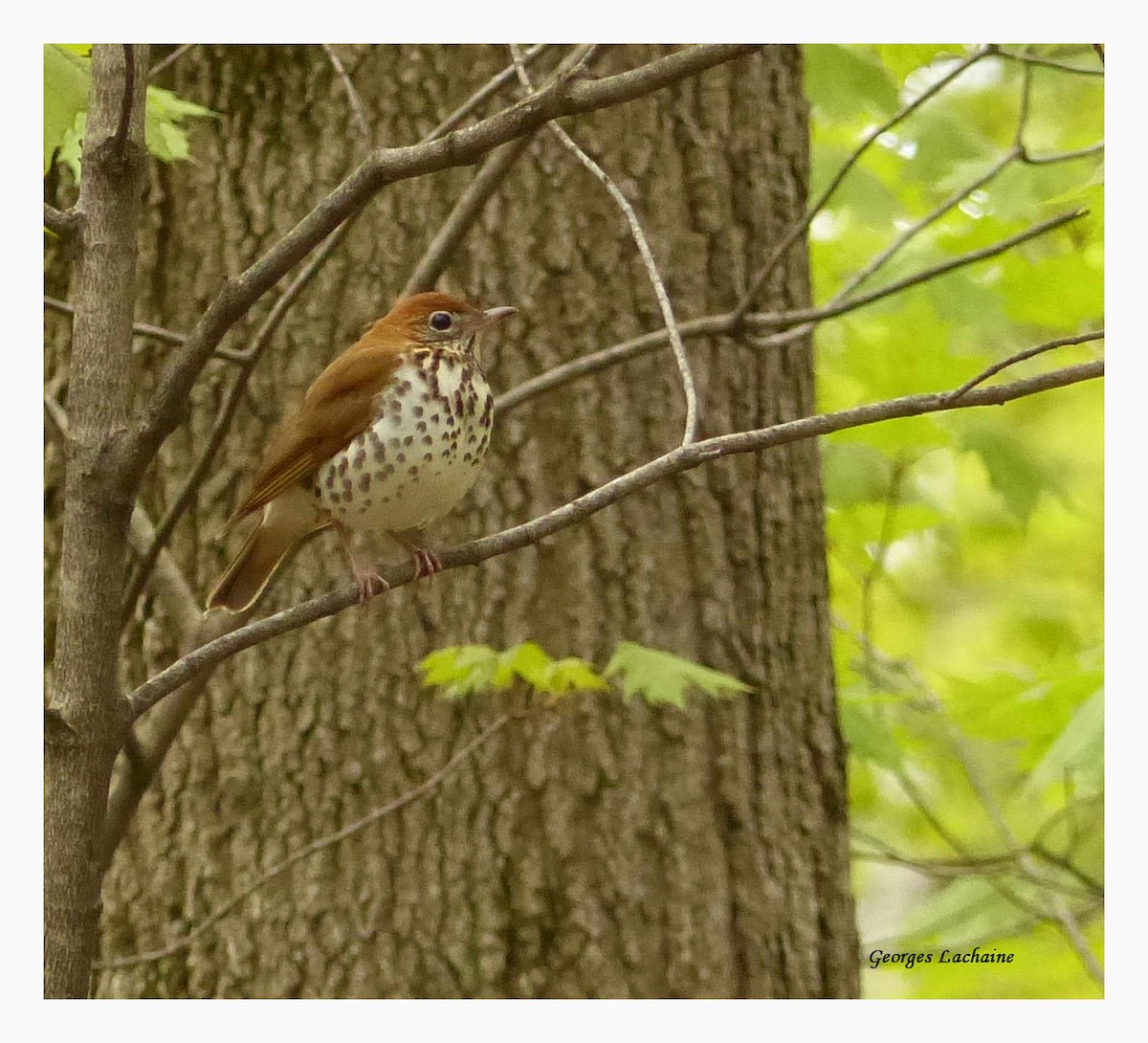 Wood Thrush - ML58169621