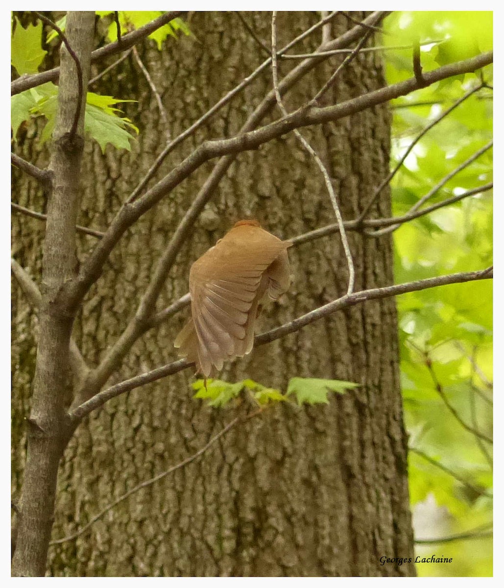 Wood Thrush - ML58169641