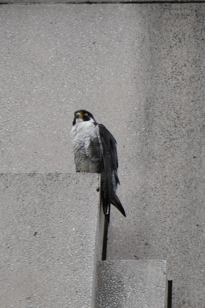 Peregrine Falcon - Christopher Veale