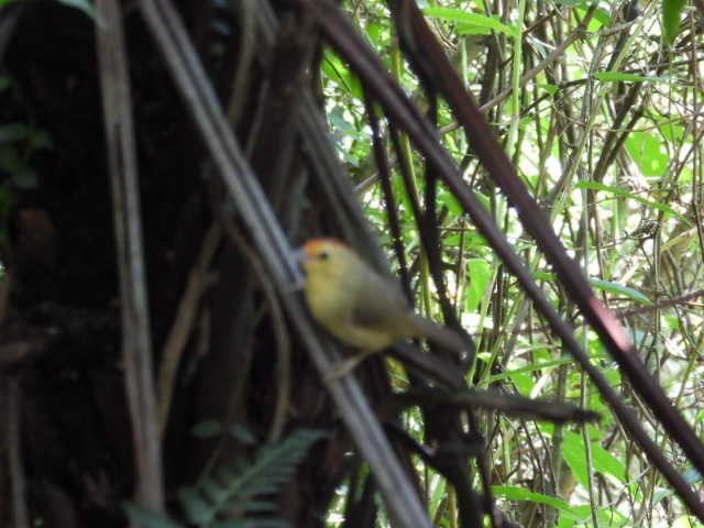 Rufous-capped Babbler - 裕琦 洪