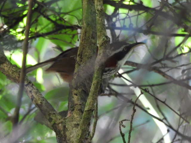 Taiwan Scimitar-Babbler - 裕琦 洪