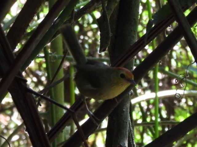 Rufous-capped Babbler - 裕琦 洪