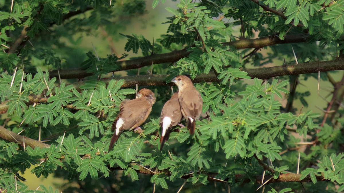 Indian Silverbill - ML581698911