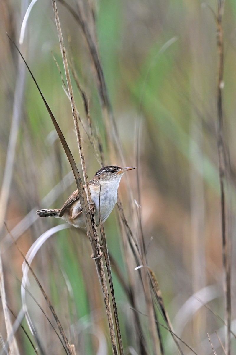 Marsh Wren - ML581699601