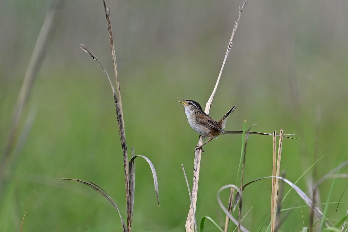 Marsh Wren - Eileen Gibney