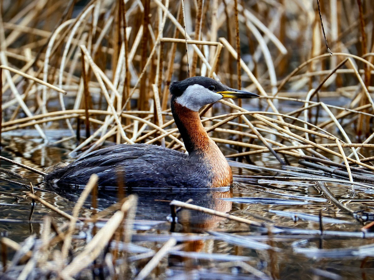 Red-necked Grebe - ML581700441