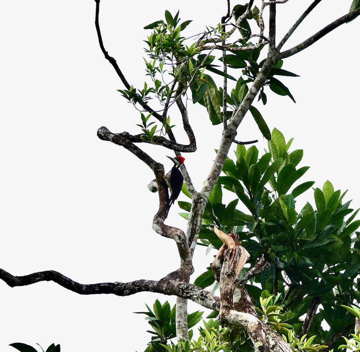 Lineated Woodpecker - ML581701281