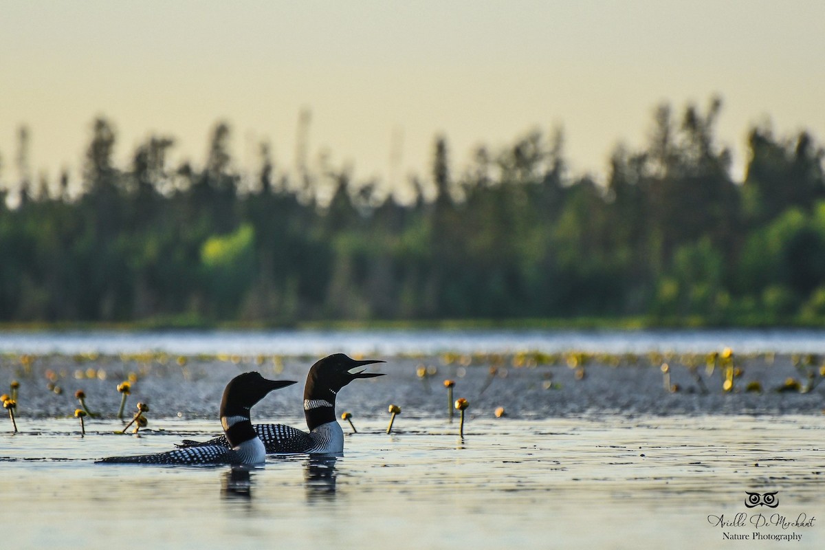 Common Loon - ML58170281