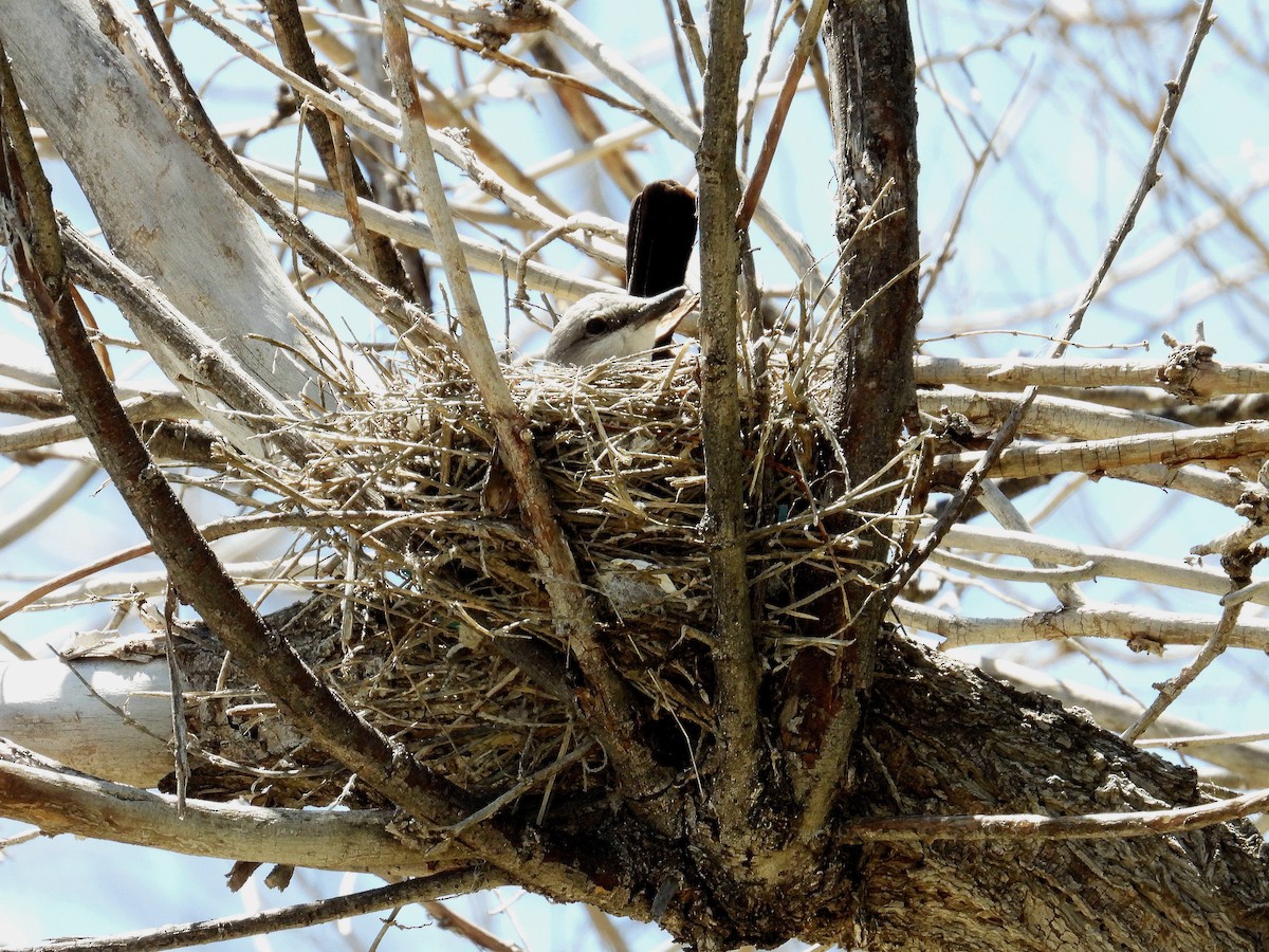 Western Kingbird - ML581703061