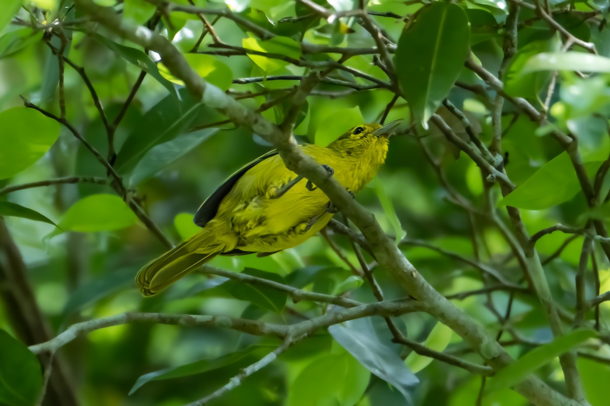 Green Iora - ERIK Ding