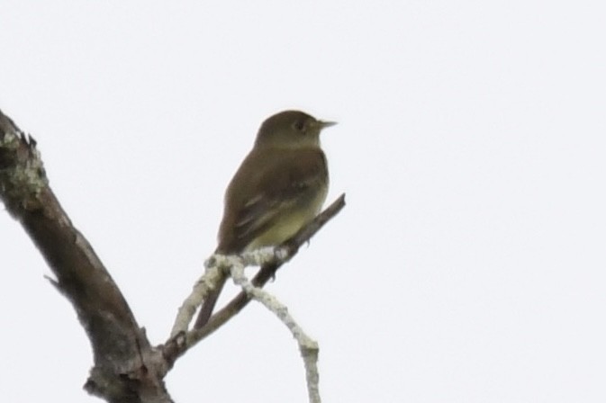 Alder Flycatcher - ML581703521