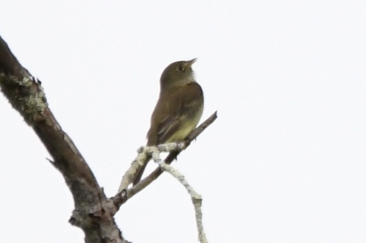 Alder Flycatcher - Christopher Veale