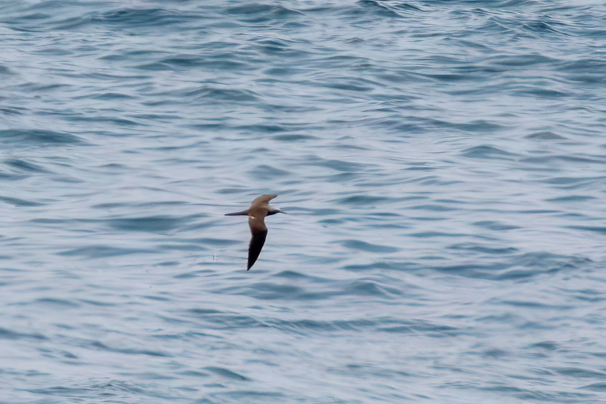 Brown Noddy - Fred Hochstaedter