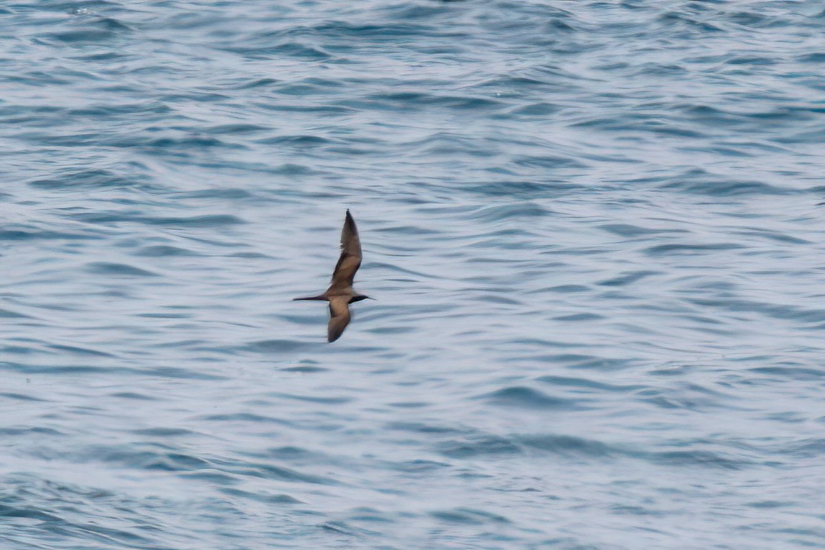 Brown Noddy - Fred Hochstaedter